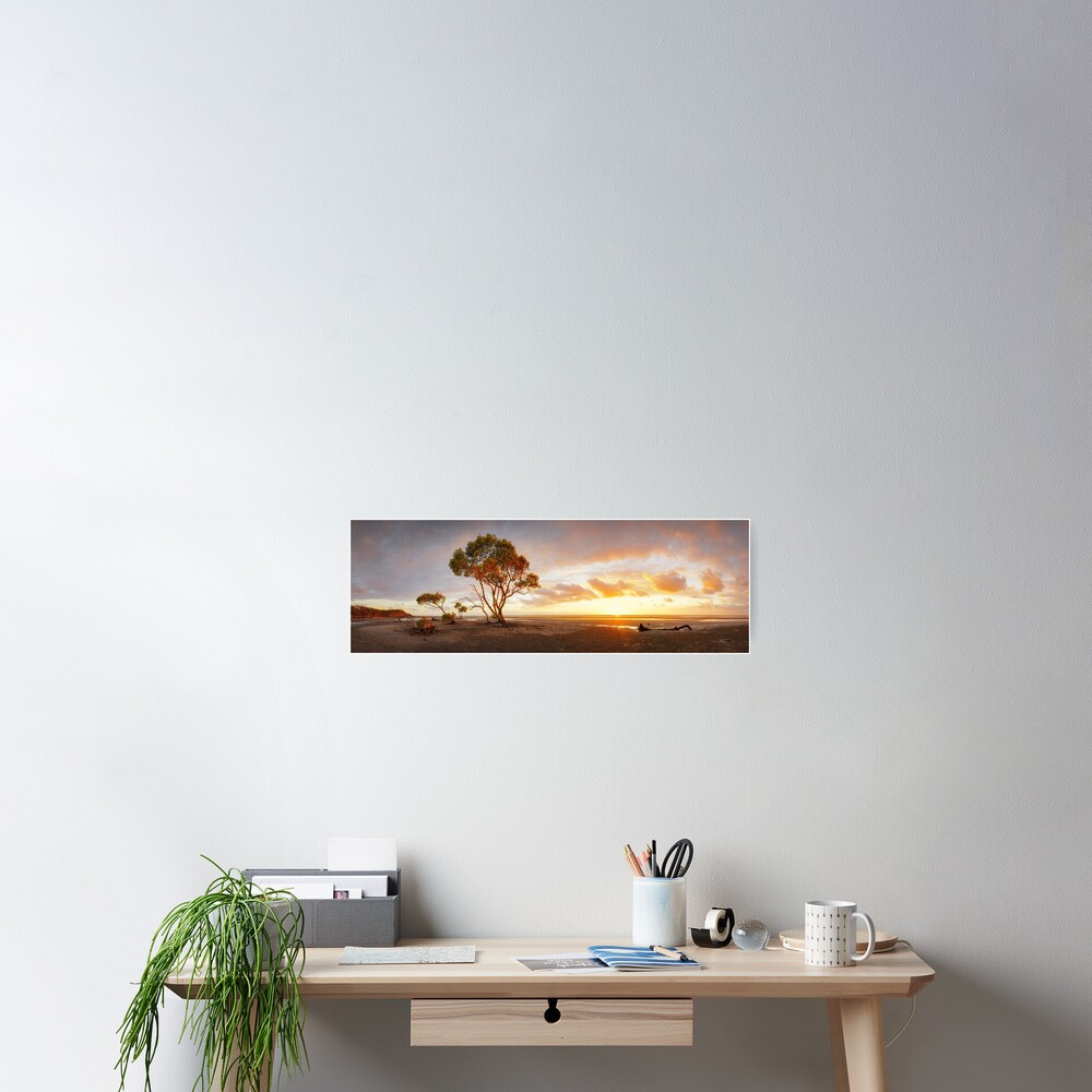Mangrove Trees, Moreton Bay, Queensland, Australia Poster
