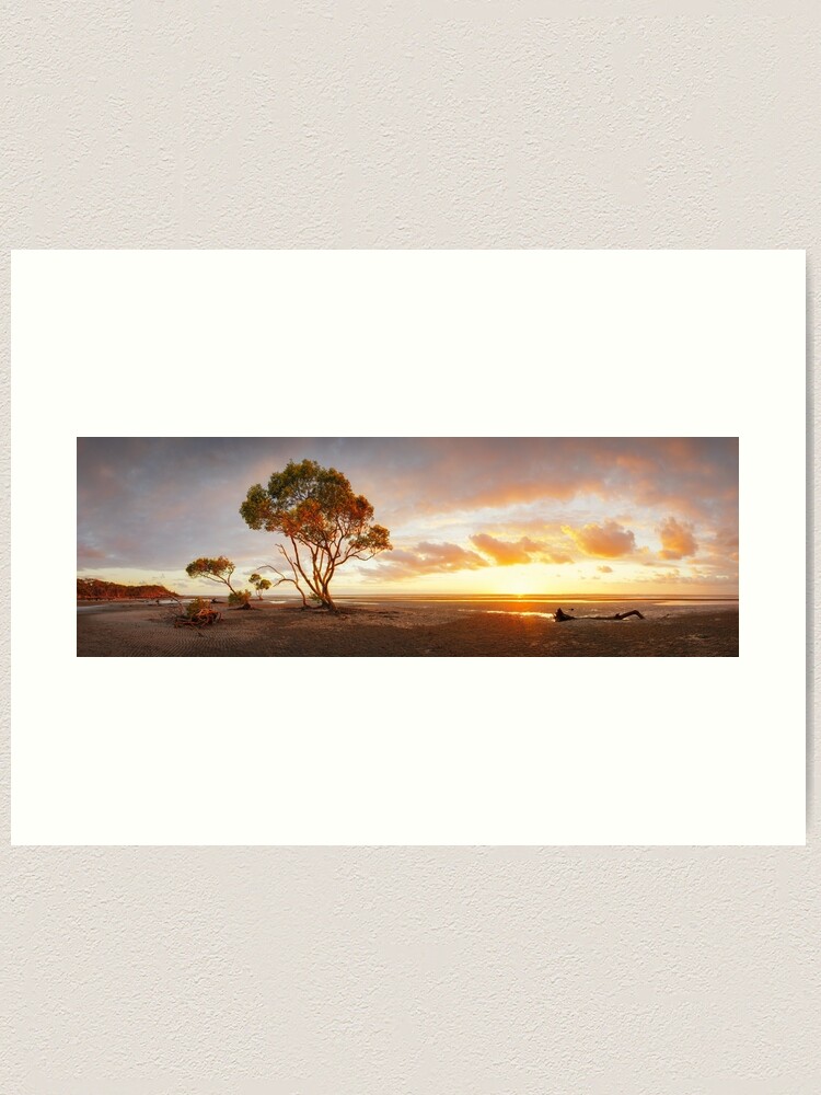 Alternate view of Mangrove Trees, Moreton Bay, Queensland, Australia Art Print