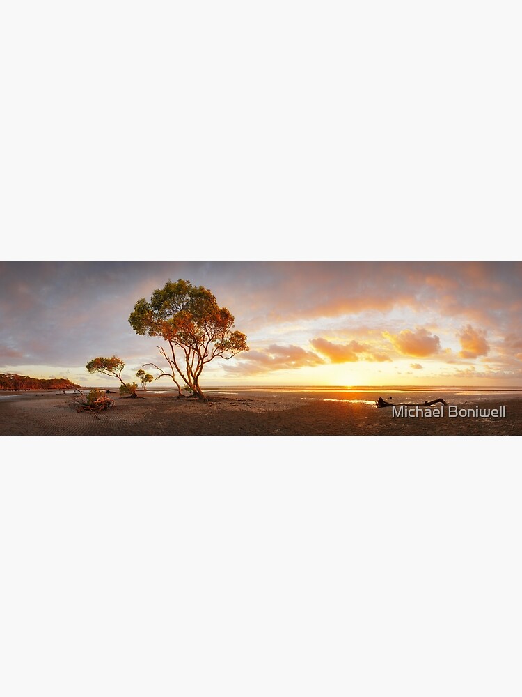Mangrove Trees, Moreton Bay, Queensland, Australia by Chockstone