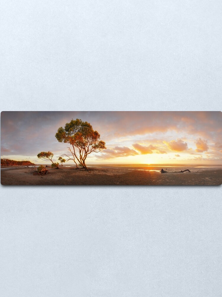 Alternate view of Mangrove Trees, Moreton Bay, Queensland, Australia Metal Print