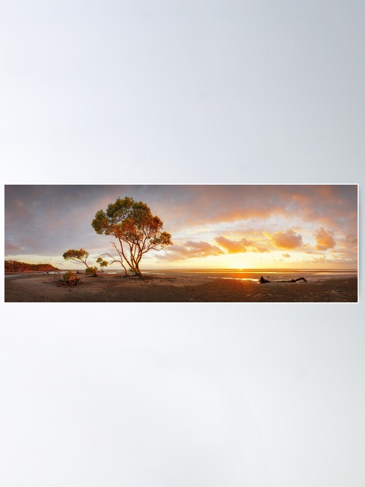 Alternate view of Mangrove Trees, Moreton Bay, Queensland, Australia Poster