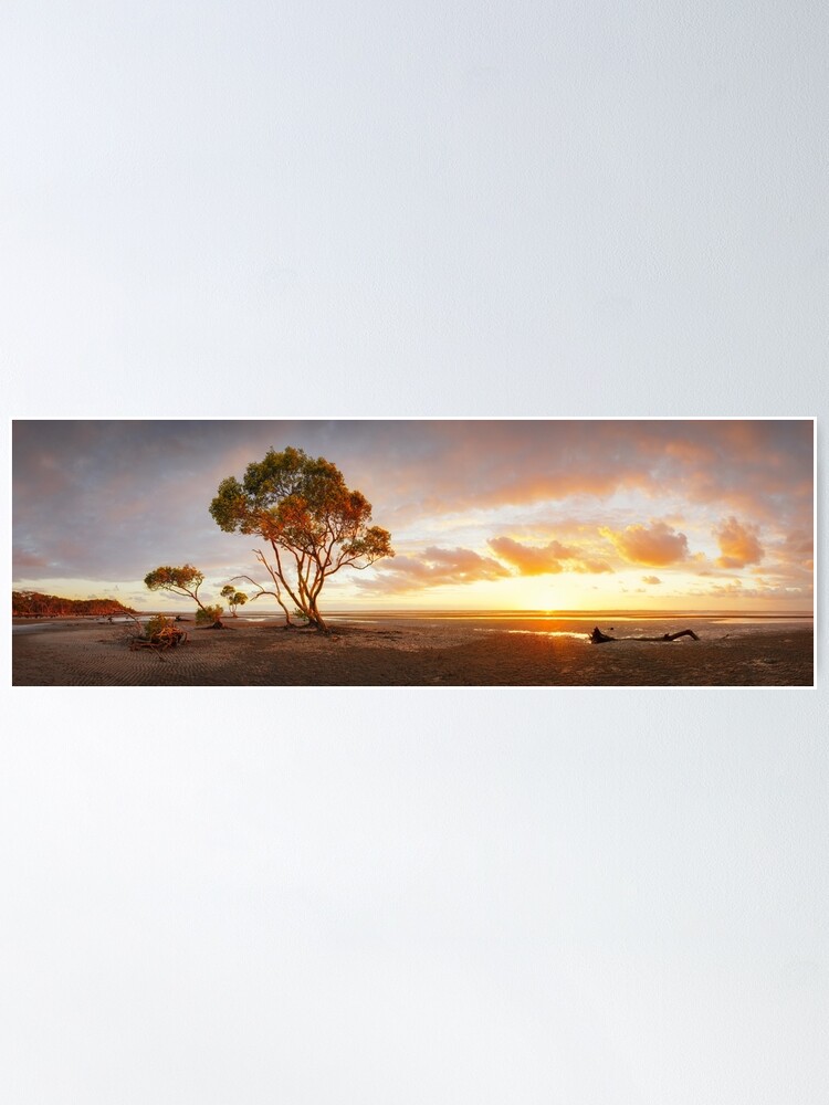 Alternate view of Mangrove Trees, Moreton Bay, Queensland, Australia Poster