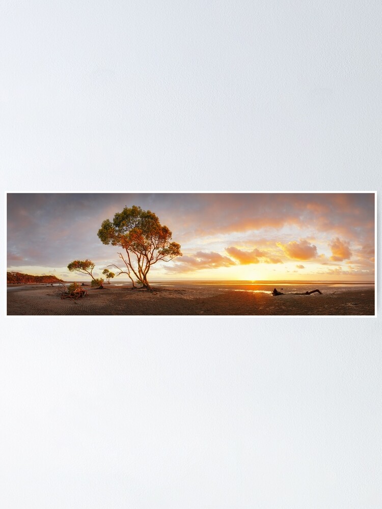 Alternate view of Mangrove Trees, Moreton Bay, Queensland, Australia Poster
