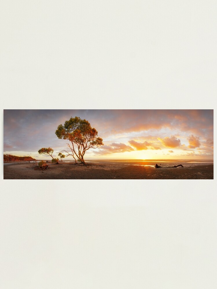 Alternate view of Mangrove Trees, Moreton Bay, Queensland, Australia Photographic Print