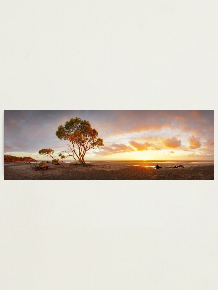 Alternate view of Mangrove Trees, Moreton Bay, Queensland, Australia Photographic Print