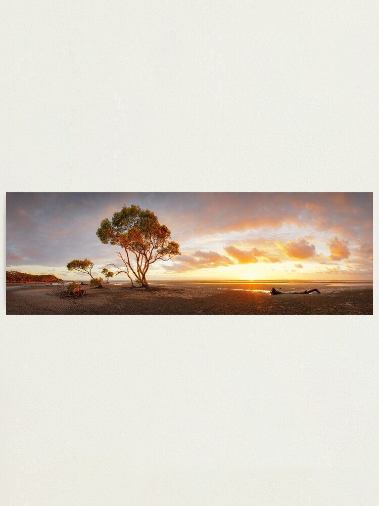 Alternate view of Mangrove Trees, Moreton Bay, Queensland, Australia Photographic Print