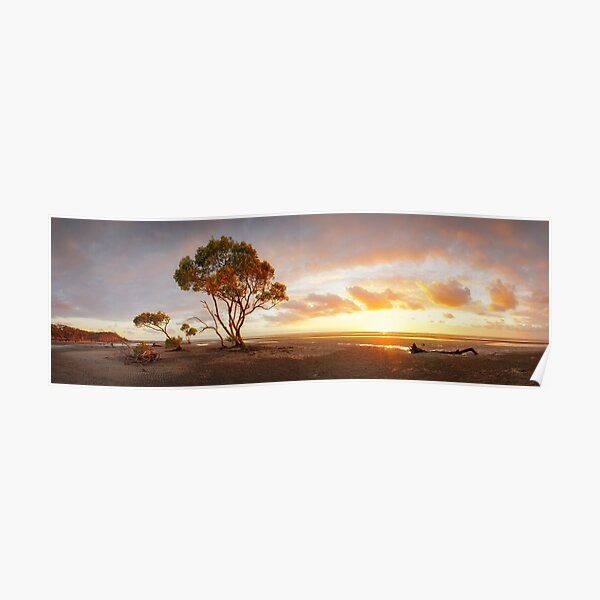 Mangrove Trees, Moreton Bay, Queensland, Australia Poster