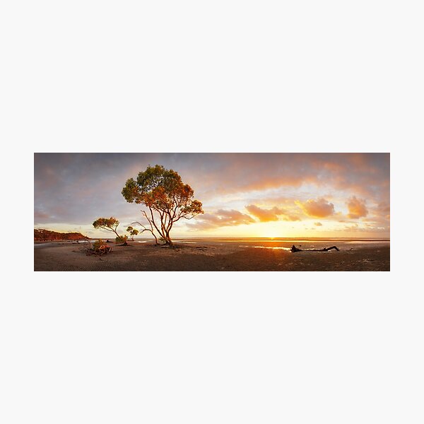 Mangrove Trees, Moreton Bay, Queensland, Australia Photographic Print