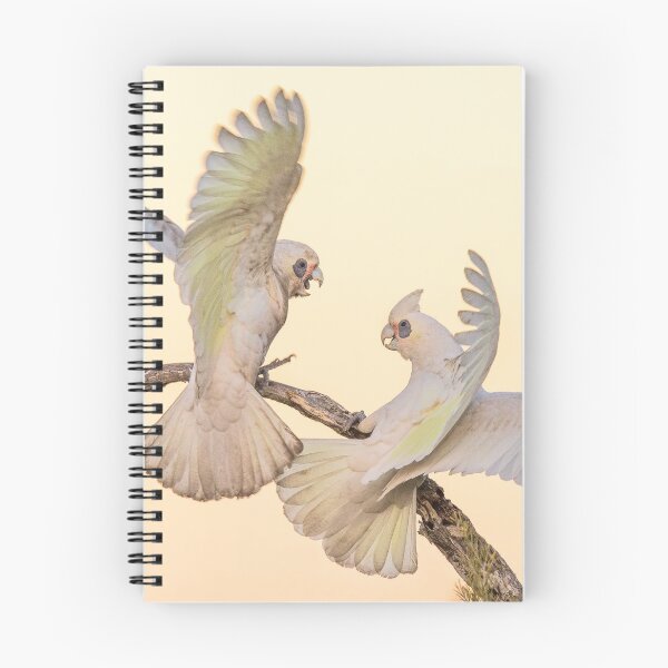 Item preview, Little Corella squabble designed and sold by Jennie  Stock.