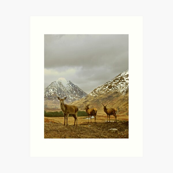Deer Art Print