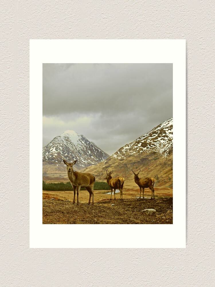 Alternate view of Deer Art Print