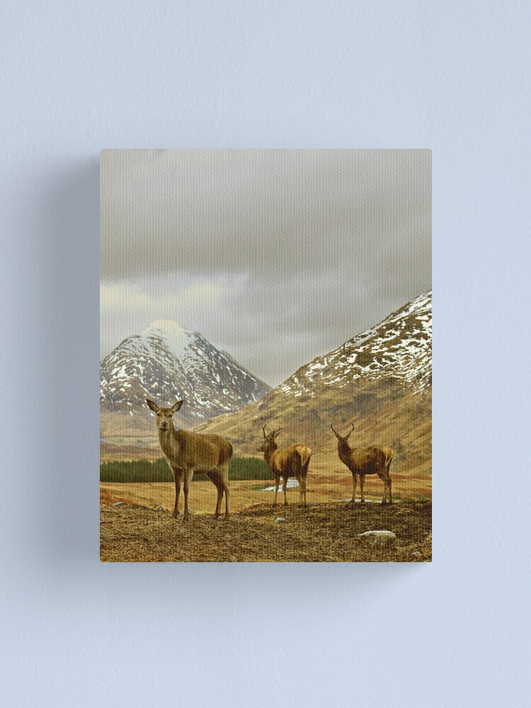 Alternate view of Deer Canvas Print