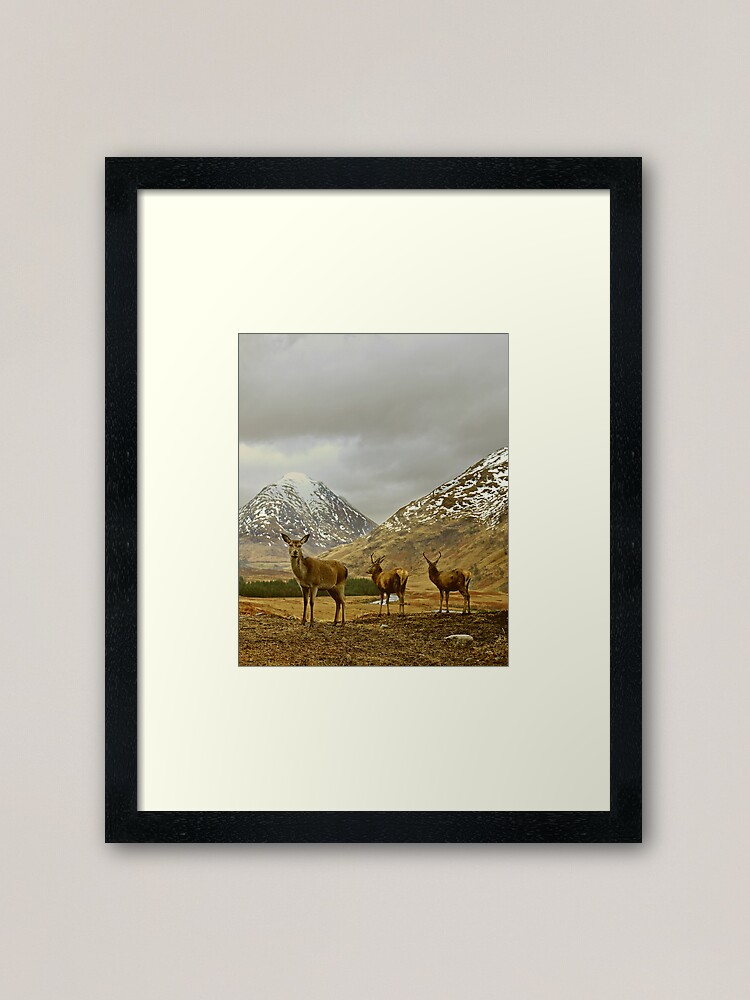 Alternate view of Deer Framed Art Print