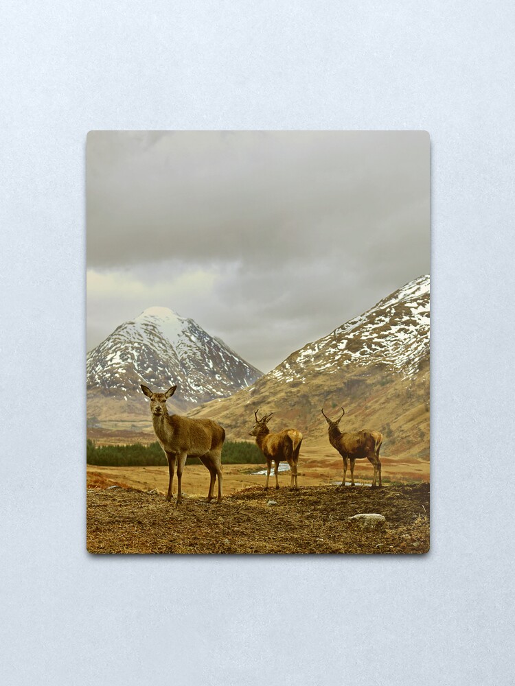 Alternate view of Deer Metal Print