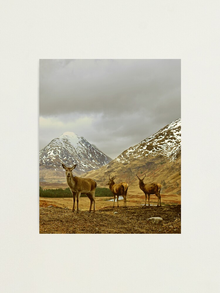 Alternate view of Deer Photographic Print