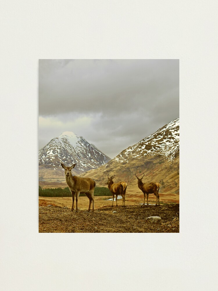 Alternate view of Deer Photographic Print