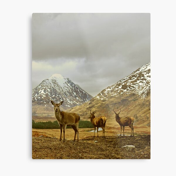 Metal Print