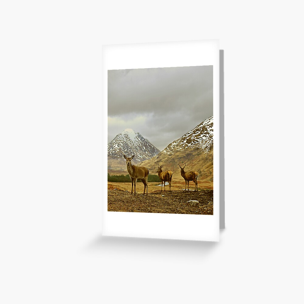 Item preview, Greeting Card designed and sold by tontoshorse.