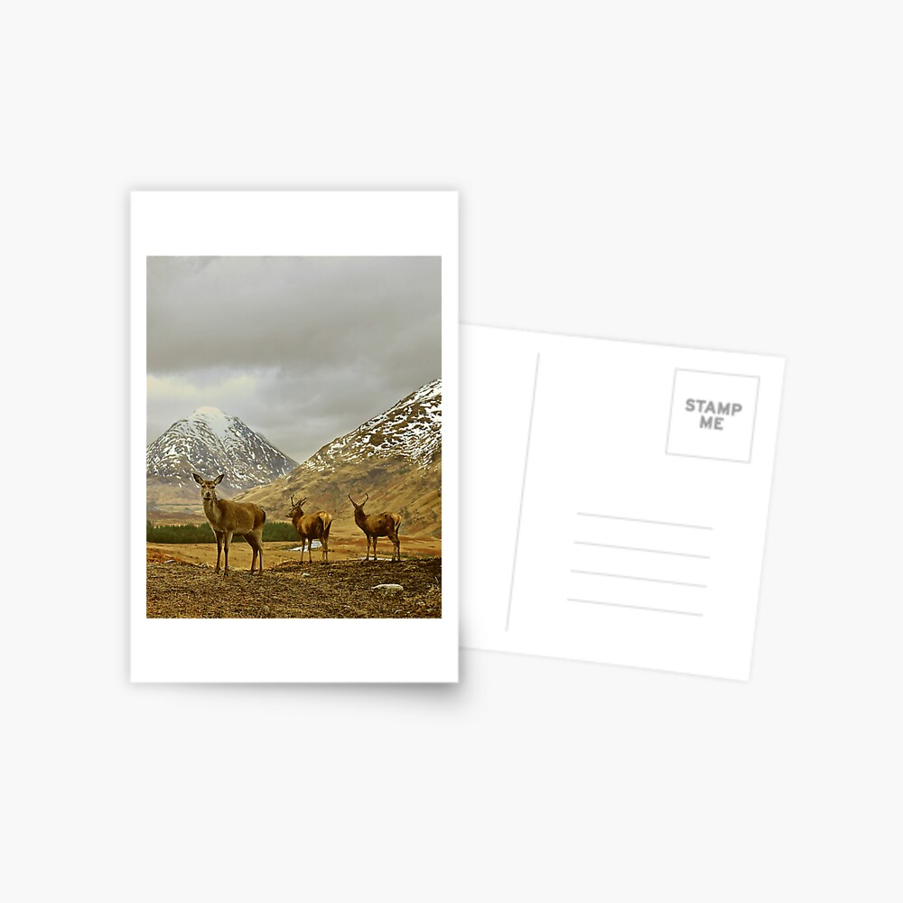 Item preview, Postcard designed and sold by tontoshorse.