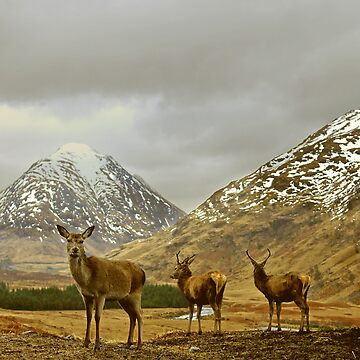 Artwork thumbnail, Deer by tontoshorse