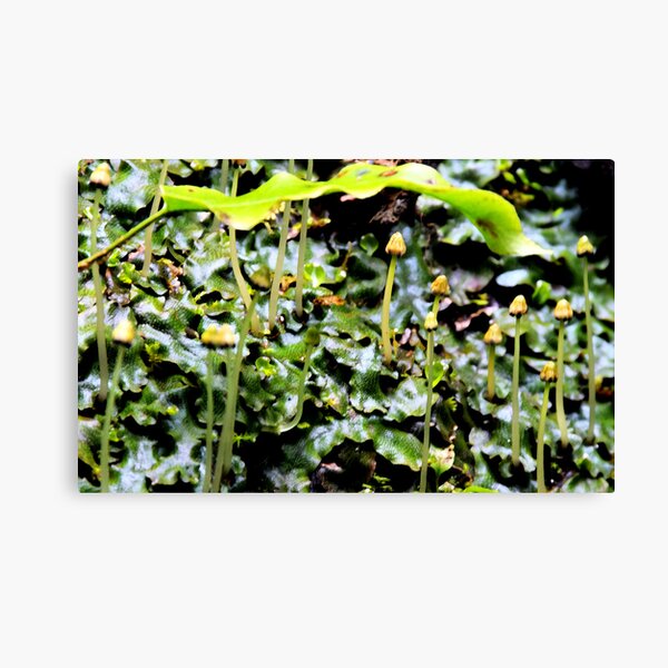 Liverwort Canvas Print