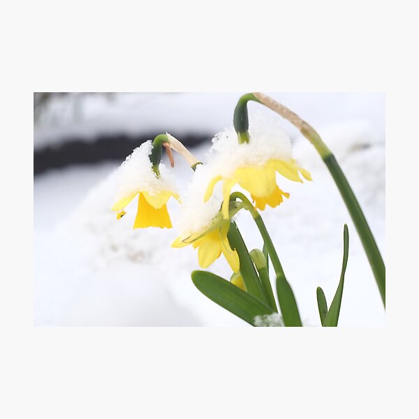 Item preview, Life in the snow designed and sold by ella simmonds.