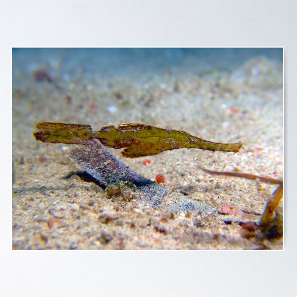 Item preview, Robust Ghost Pipefish - Philippines designed and sold by Sean Elliott.
