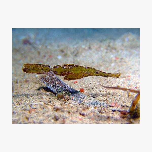 Item preview, Robust Ghost Pipefish - Philippines designed and sold by Sean Elliott.