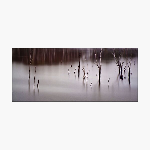 Tree Abstract Photographic Print