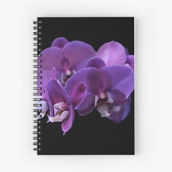 Item preview, Purple Orchid flower on black background designed and sold by Paulie-W.