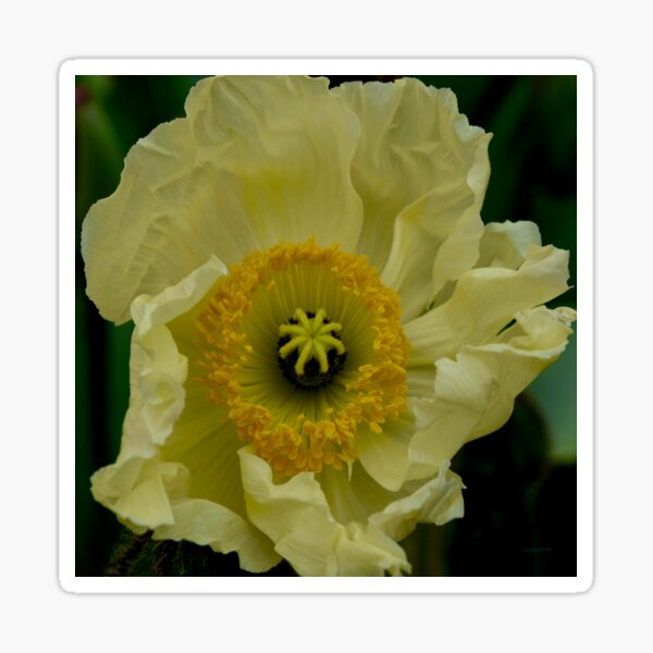 Yellow Cosmo Sticker