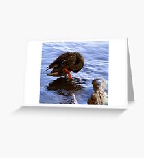 Ruffled Feathers Greeting Card
