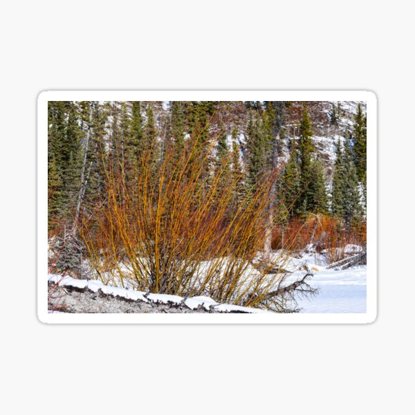 Item preview, Fire Bush. designed and sold by CanadianWild418.