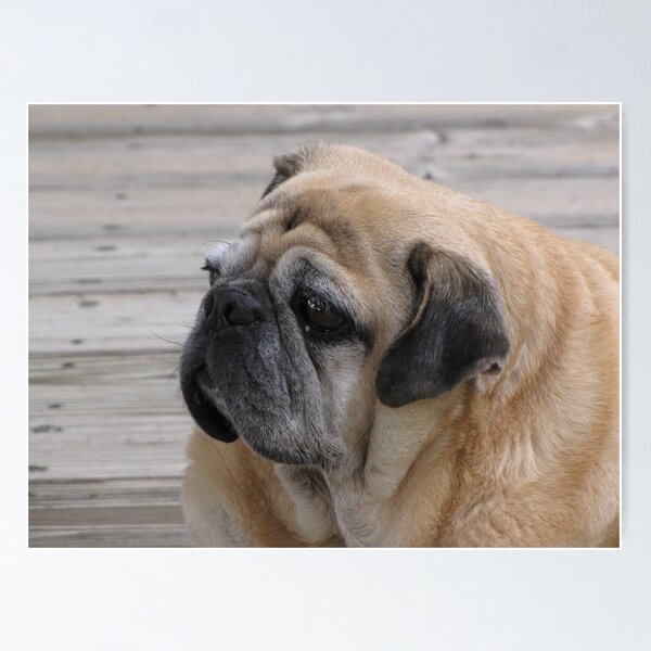 Item preview, Dock Pug designed and sold by Lori Hark.