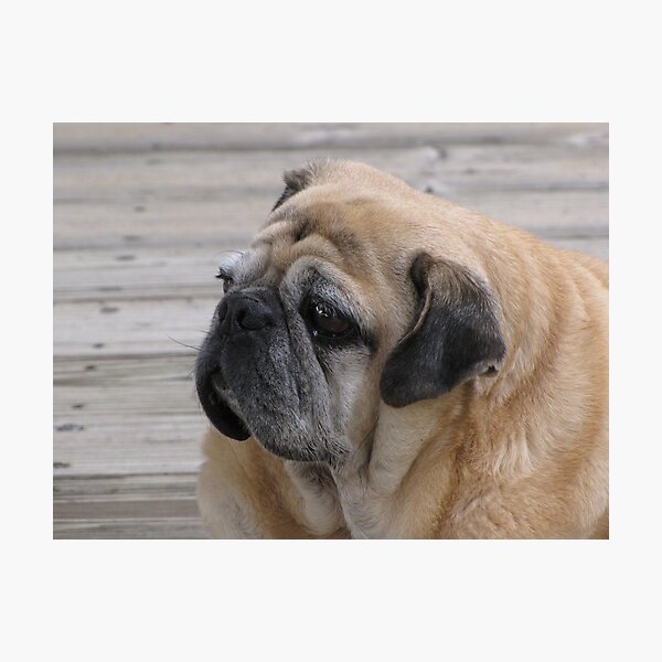 Item preview, Dock Pug designed and sold by Lori Hark.