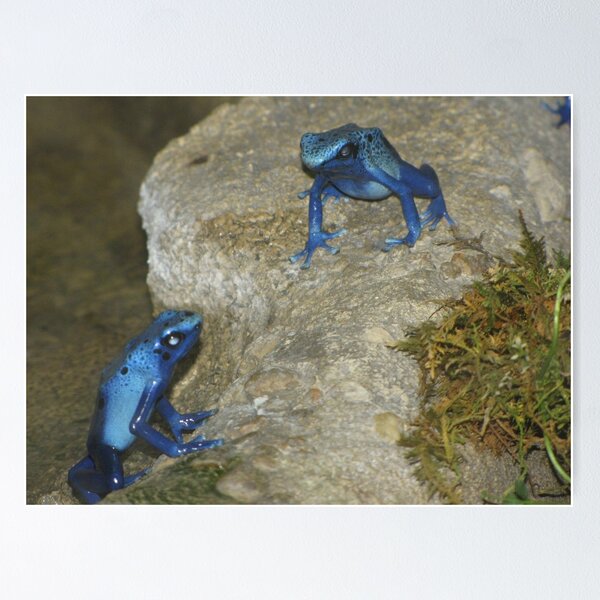 Item preview, Poison Dart Frogs designed and sold by Lori Hark.