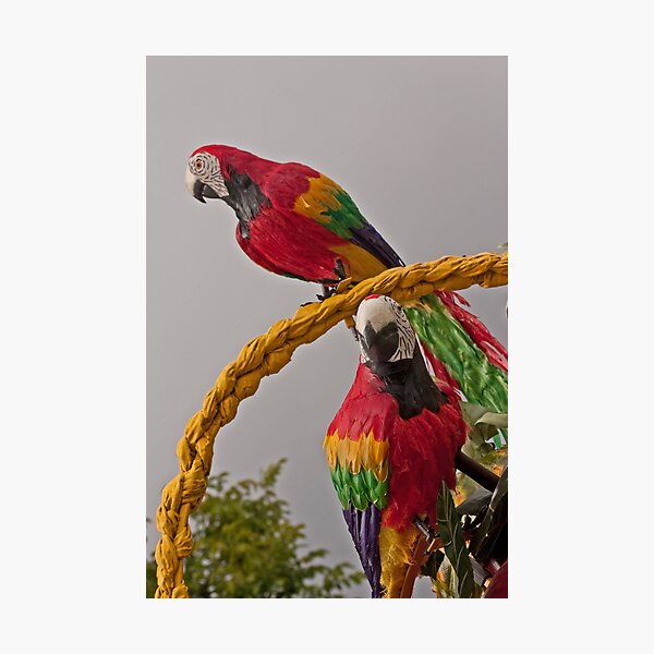 Parrots on parade Photographic Print