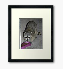 Raccoon's Full Bandito Image Framed Print