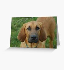 Ginger Greeting Card