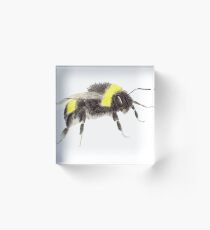 Bumblebee Acrylic Block