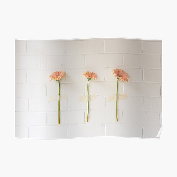Three pink gerberas Poster