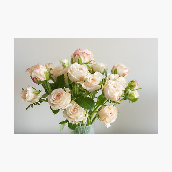 Pale pink roses with green leaves Photographic Print