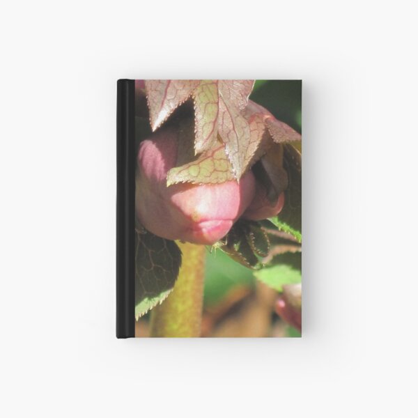 Shy: a budding beauty - Hellebore flower Hardcover Journal