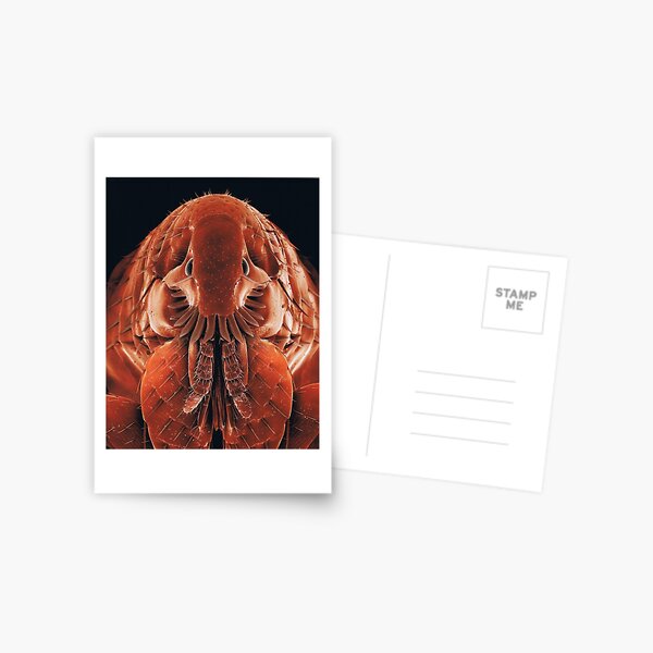 #Organism #Closeup #Wing #invertebrate biology science insect flea animal Postcard