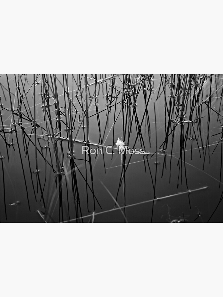 Liquid Feather by ronmoss