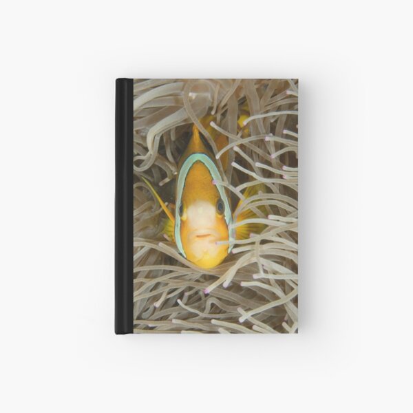 Clark's Anemonefish - Amphiprion clarkii Hardcover Journal