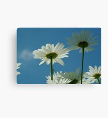 Chrysanthemum in close-up Canvas Print