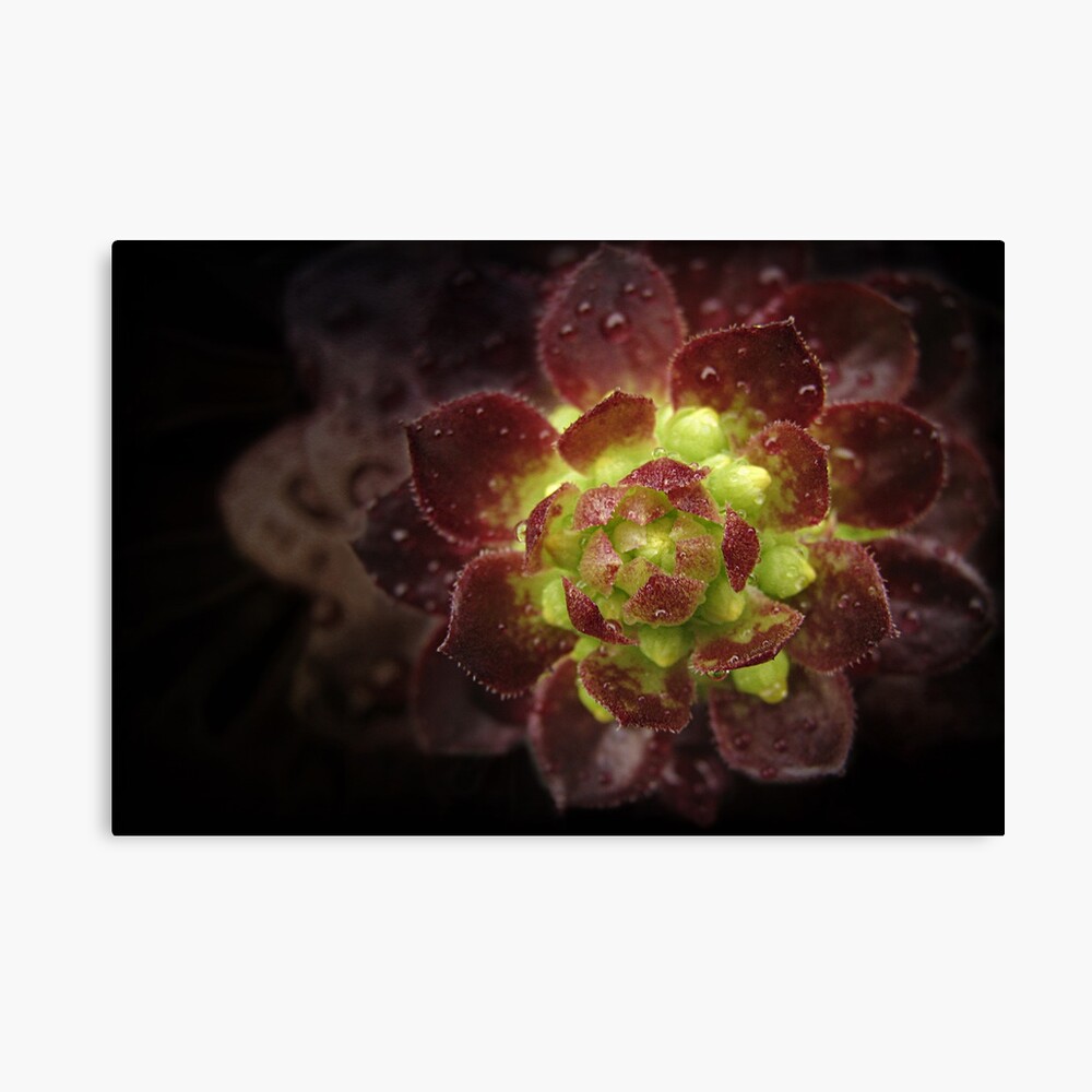 Resurrected Beauty 2 Canvas Print