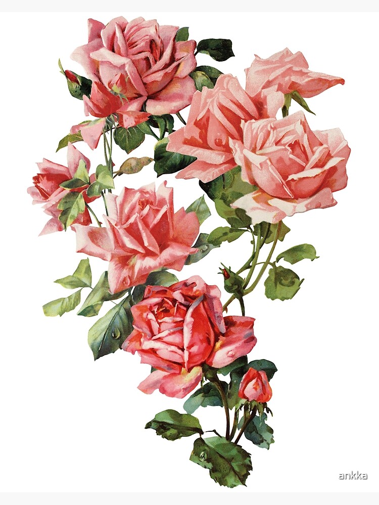 Coral Pink And Blush Big Rustic Summer Garden Roses Bouquet With Green Leaves Art Board Print By Ankka Redbubble