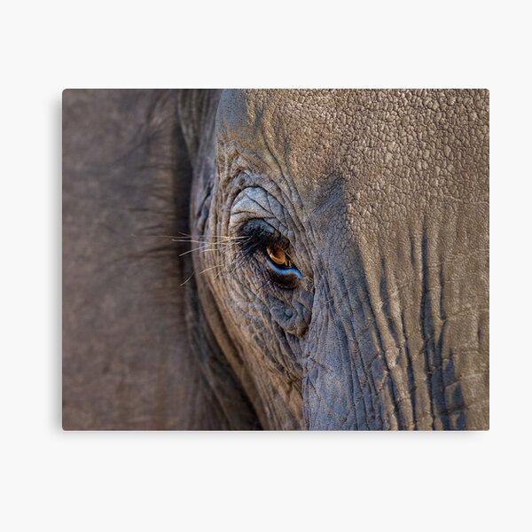 Vista previa del artículo con la obra «Ojo de elefante», diseñado y vendido por Jennie  Stock.